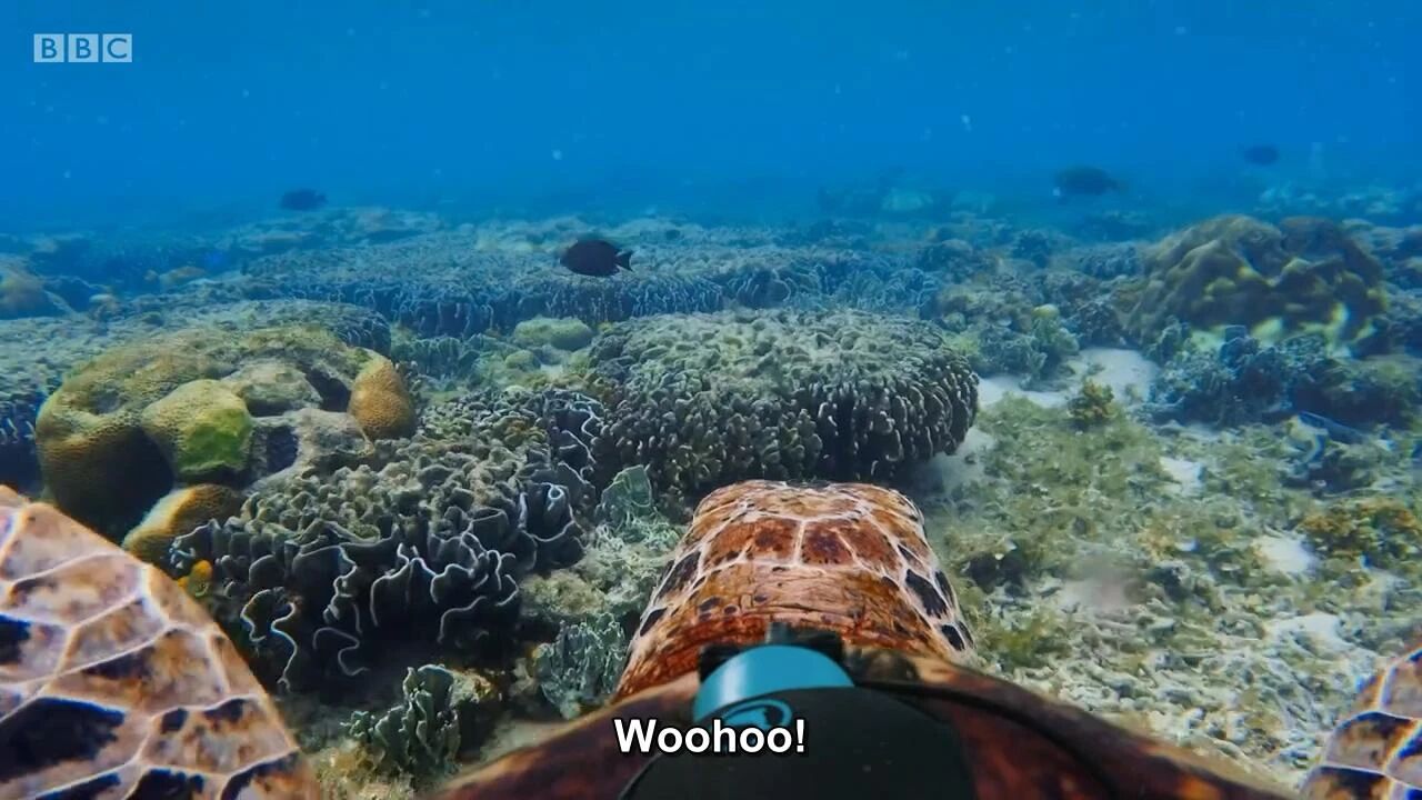 图片[7]-全球孩子都在追！5部BBC实景儿童科普剧，孩子一看就着迷！-EnglishX