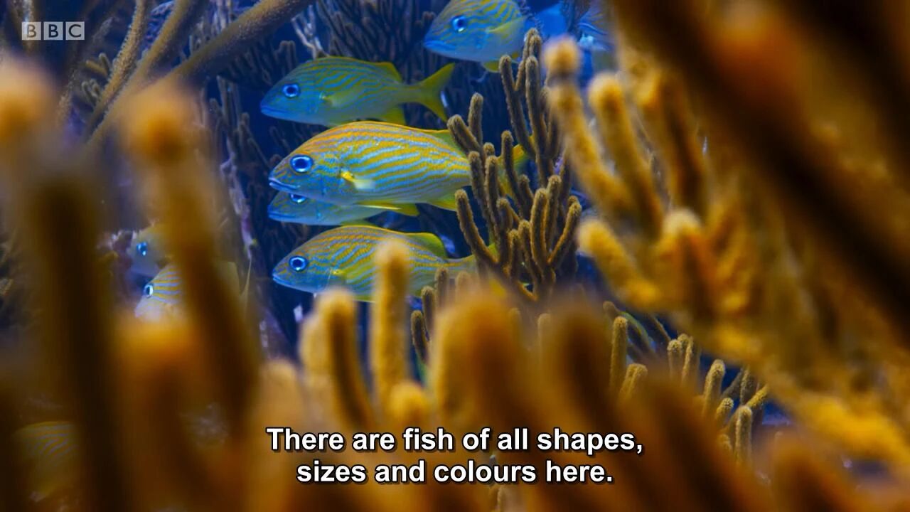 图片[8]-全球孩子都在追！5部BBC实景儿童科普剧，孩子一看就着迷！-EnglishX