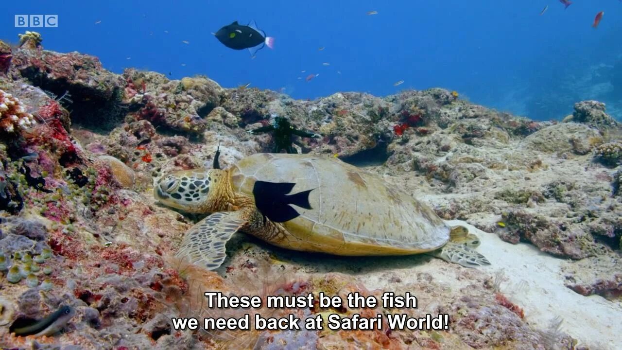 图片[12]-全球孩子都在追！5部BBC实景儿童科普剧，孩子一看就着迷！-EnglishX